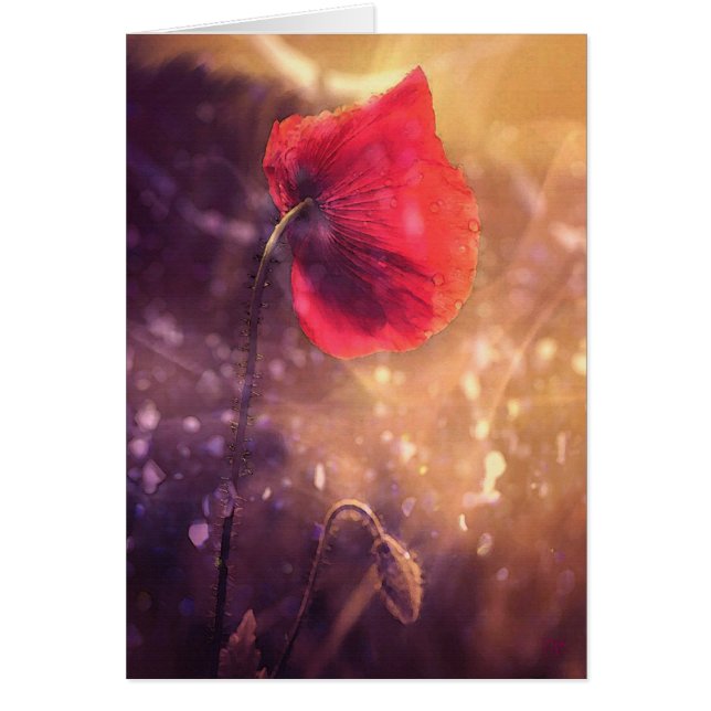 Cartes soloes de début de la matinée de pavot (Devant)