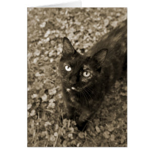 Cartes Tortie