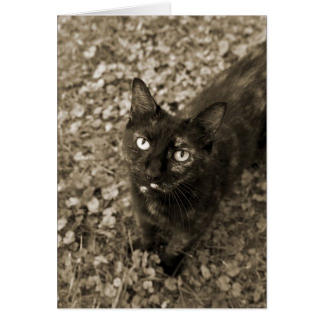 Cartes Tortie (Devant)