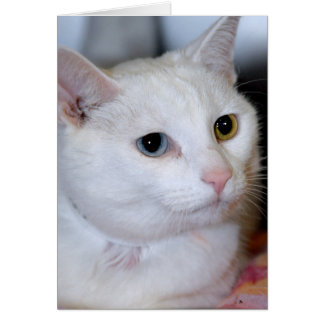 Cartes Tout-Blanches de salutation/note de chat de
