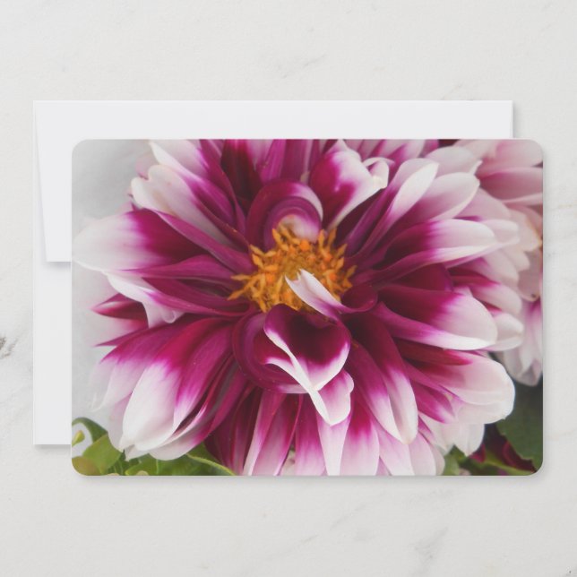 Cartheuserine (Devant)