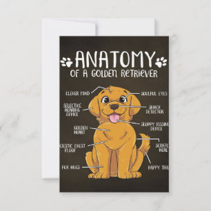 Cartons Réponse Anatomie Golden Retriever   Golden Retriever Lover