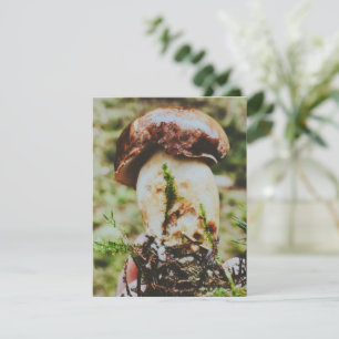 Cartons Réponse Champignons Porcini en Forêt Suédoise