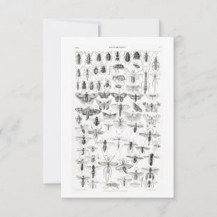 Cartons Réponse Entomologie noire et blanche Insectes Bugs