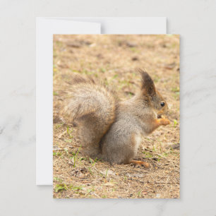 Cartons Réponse L'écureuil mignon mange une photo de noix