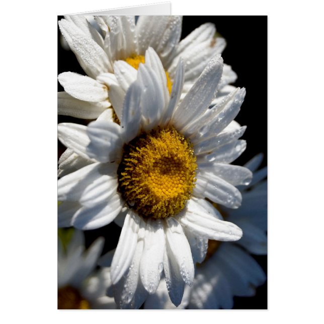 Cascading Daisy (Devant)