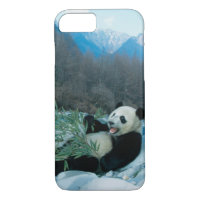 Panda mangeant le bambou par la berge, Wolong, 2