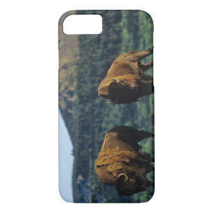 Case-Mate iPhone Case Taureaux de bison au parc national de lacs