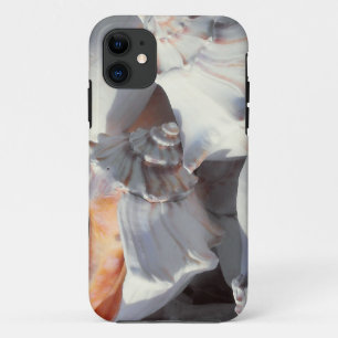 Coques de mer dans la lumière du soleil et l'ombre