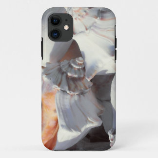 Coques de mer dans la lumière du soleil et l'ombre