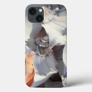 Coques de mer dans la lumière du soleil et l'ombre