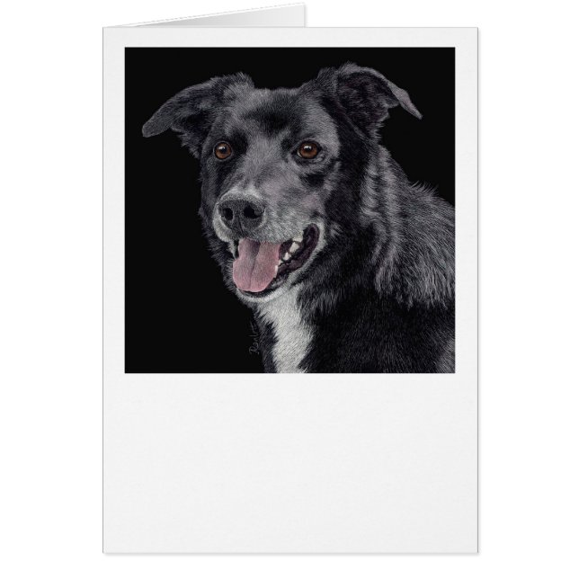 Cash the Border Collie - Card (Devant)