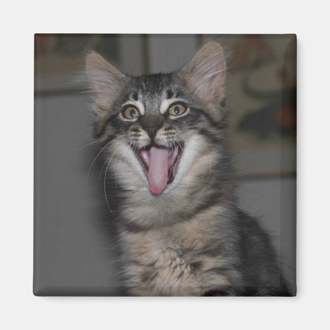 Caspian Yawning Kitten Magnet (Devant)