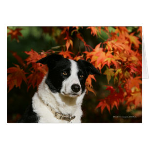 Casque Collie Automne Bordure