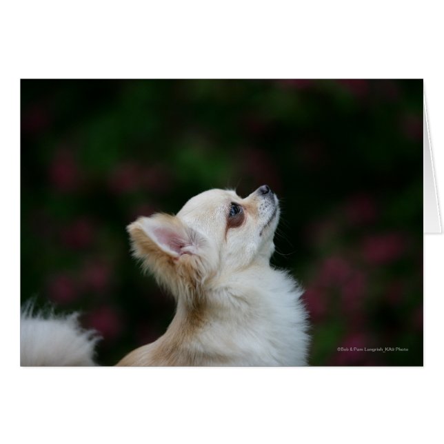 Casque long Haired Chihuahua 2 (Devant horizontal)