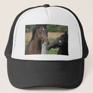 Casquette 2 chevaux mâchant un poteau de clôture
