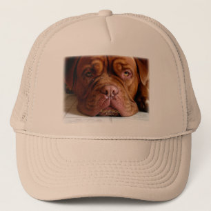 Casquette abaissé de classique de chien
