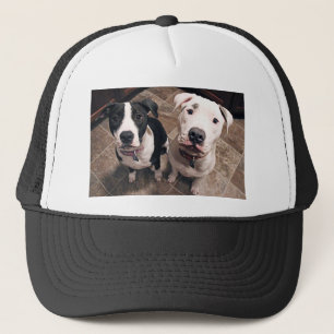 Casquette adorable pitbull puppies dogs