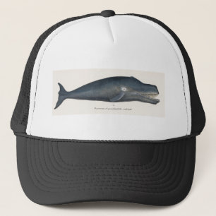 Casquette Baleine boréale