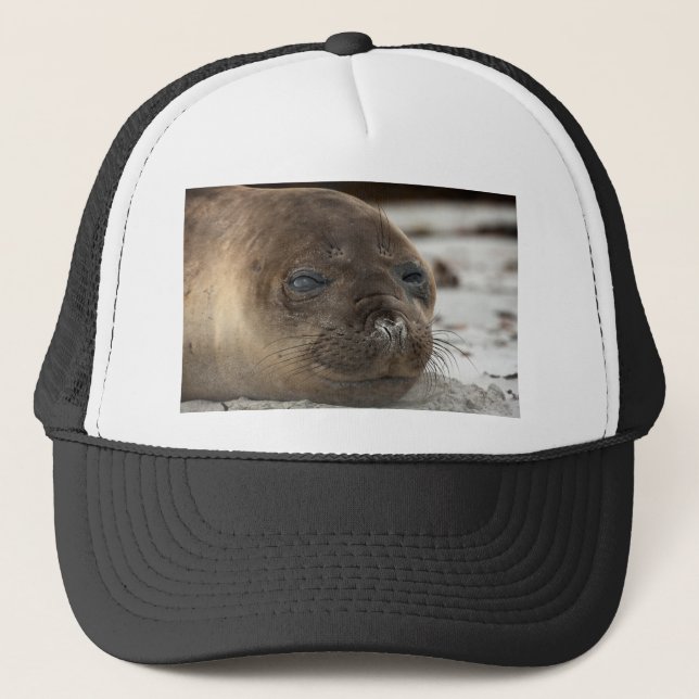 Casquette Bébé phoque d'éléphant (Devant)