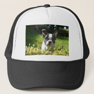 Casquette Black and White French Bull Dog Puppy