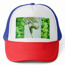 Black Swallowtail Manger Parsley