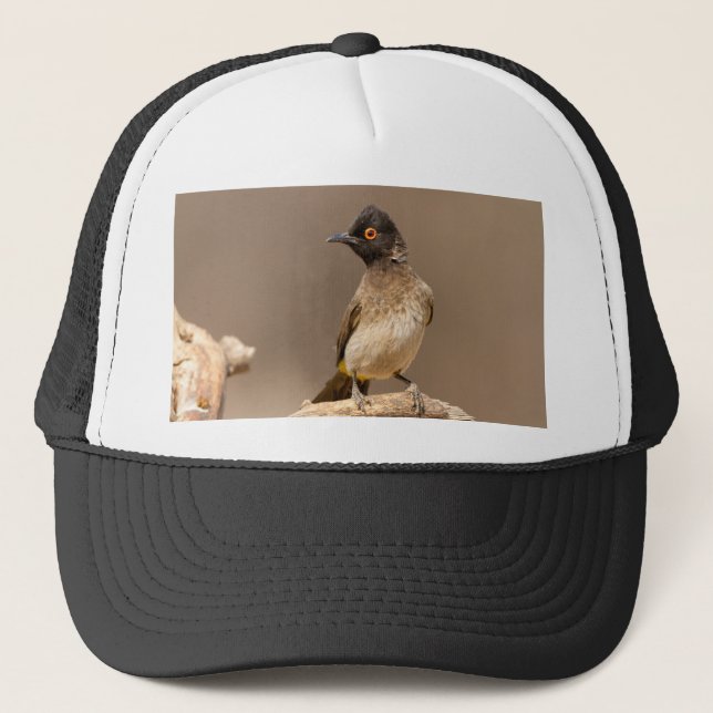 Casquette Bulbul À Oeil Rouge Africain (Devant)