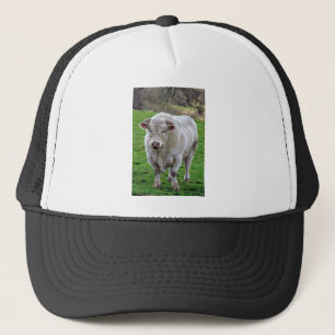 Casquette Bull dans le champ