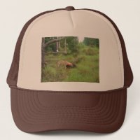 Chasse de verrat