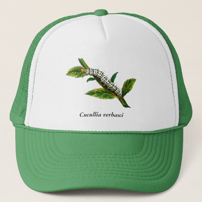 Casquette chenille de Cucullia verbasci (Devant)