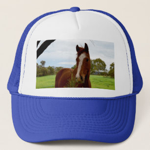 Casquette Chestnut Horse Sniffing A Banksia Tree