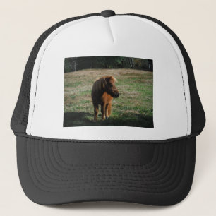Casquette Chevaux miniatures Brown