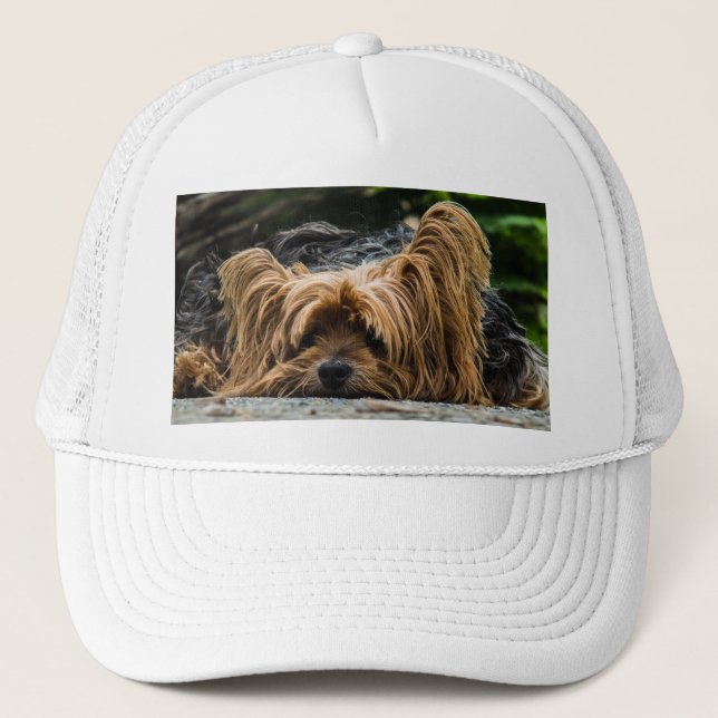 Casquette Chien du Yorkshire Terrier (Devant)