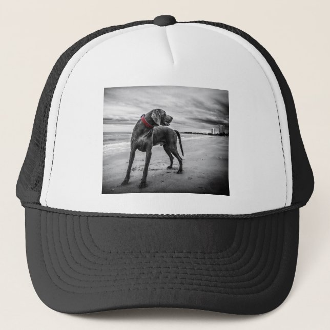 Casquette Chien Weimaraner (Devant)