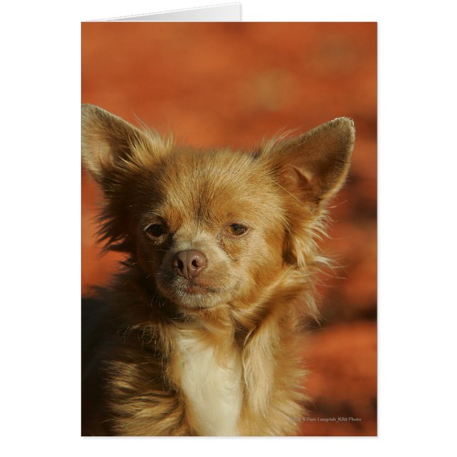 Casquette Chihuahua Puppy (Devant)