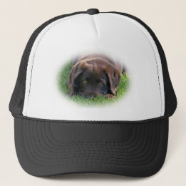 Casquette Chiot de laboratoire de chocolat