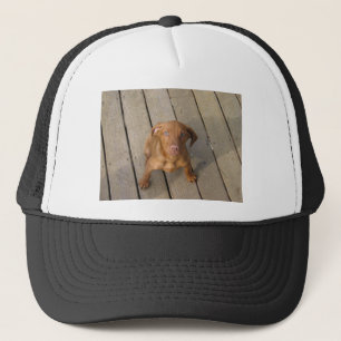 Casquette chiot vizsla