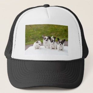 Casquette chiots-453532.jpg