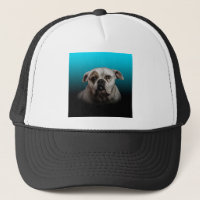 Cute Boxer Dog w Blue Black Gradient arrière - pla