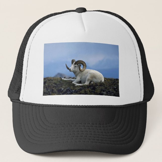 Casquette Dall brebis (Grand bélier allongé) (Devant)
