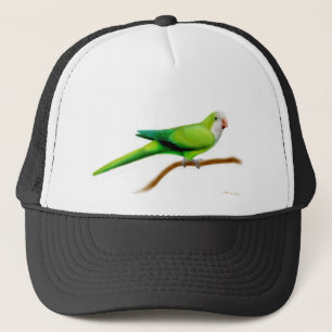 Casquette de perroquet de quaker