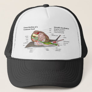 Casquette Diagramme d'un escargot de jardin commun (aspersa