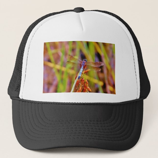 Casquette Dragonfly turquoise sur le carex (Devant)