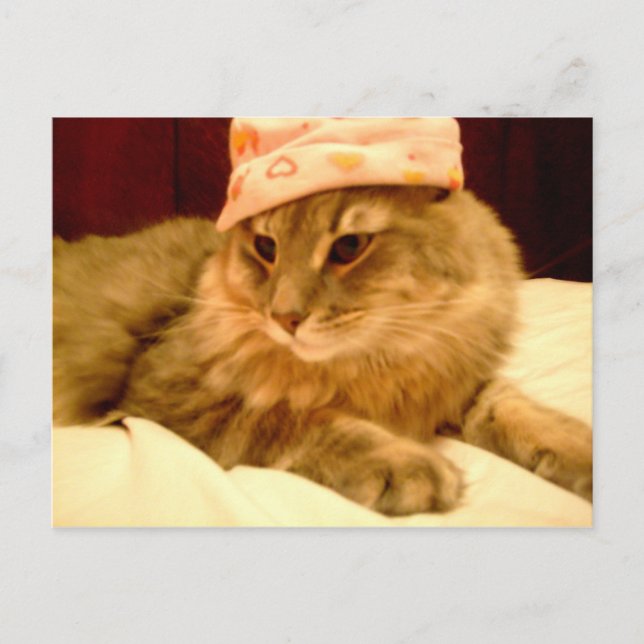 casquette drôle sur carte postale chat (Devant)