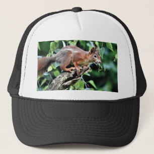 Casquette Écureuil rouge dans l'arbre