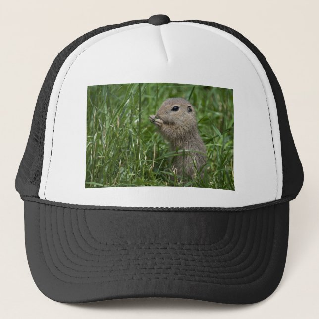 Casquette écureuil terrestre européen (Devant)