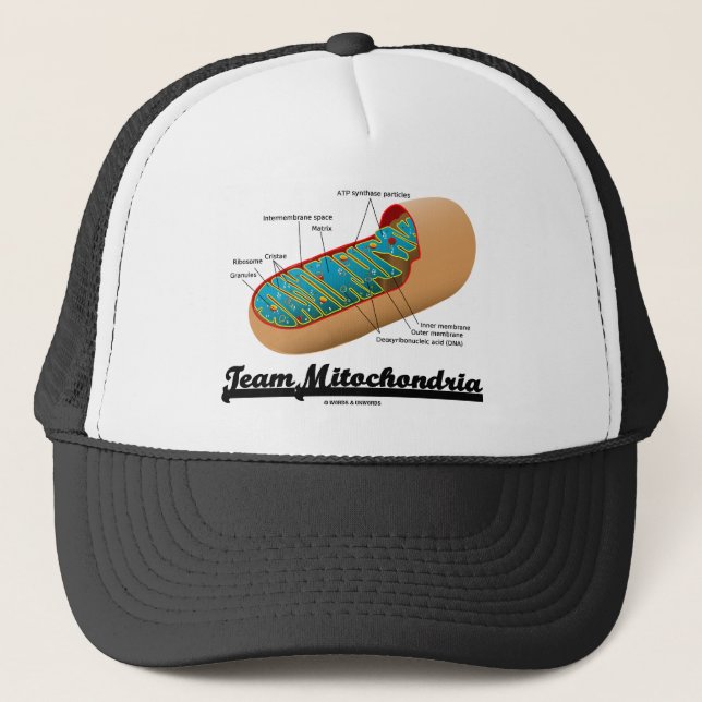 Casquette Équipe Mitochondria (Humour Mitochondrion) (Devant)