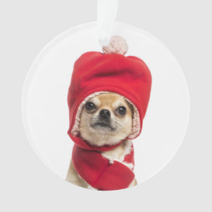 Casquette et écharpe de port de Noël de chiwawa