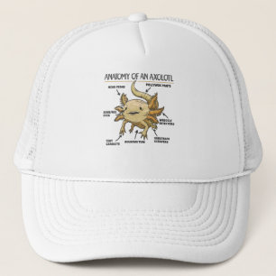 Casquette Explication Axolotl Anatomie D'Un Axolotl