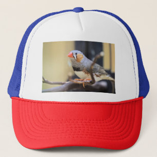 Casquette Finch